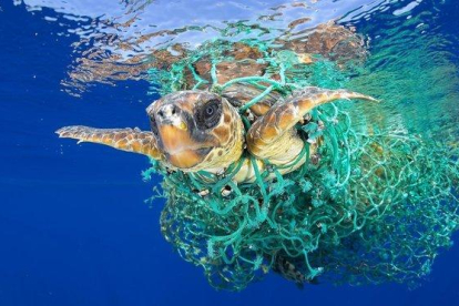 Una tortuga nada enredada en una red de pesca en las aguas de Tenerife, en una imagen ganadora del primer premio individual del World Press Photo 2017 en la categoría de Naturaleza.