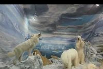 Todo está preparado para que el museo de la fauna de Valdehuesa abra sus puertas. Cerca de 7.500 especies componen la colección más importante del mundo.