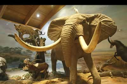 Un impresionante elefante compone la colección de 500 mamíferos que se pueden encontrar en las distintas salas.