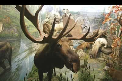El de Valdehuesa, es el museo animal más importante del mundo por la cantidad de especies que reúne.
