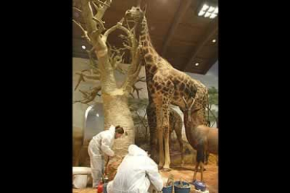 Las girafas presiden las salas más altas del museo. Sin duda, son algunas de las piezas más llamativas de la muestra.