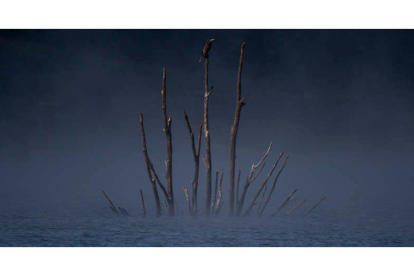 Ramas de un árbol que sobresalen en un pantano por el descenso del agua embalsada. BRAIS LORENZO