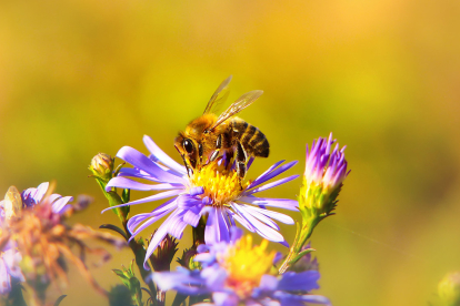 ¡No les hagas daño! 5 trucos para alejar abejas y avispas fácilmente