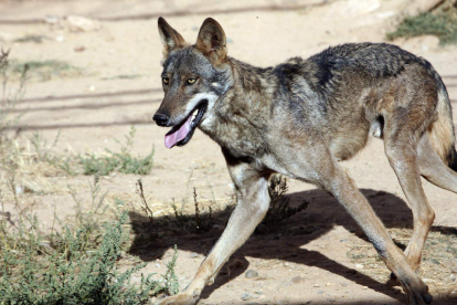 El estudio se ha hecho con muestras de lobos de hace 200 años. EDUARDO MARGARETO