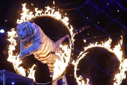 Número con tigres en el festival Internacional de Circo de Montecarlo, el pasado día 25.