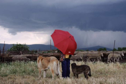 Escena de ‘Animal Espacio Tiempo’ con Violeta Alegre, entre rebaño y perros, oculta tras el paraguas rojo. CHUS DOMÍNGUEZ