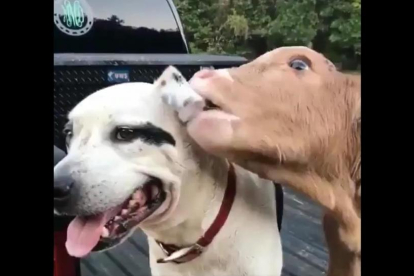 Momento del vídeo donde la vaca empieza a dar mordisquitos al perro.