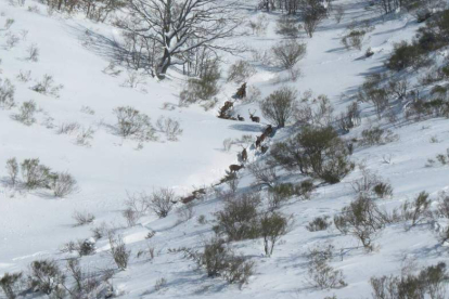 Los conservacionistas defienden la selección natural de los ungulados provocada por la nieve.