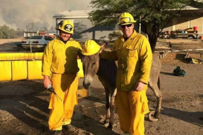 El asno encontrado en medio de un incendio en Arizona y sus dos rescatadores.