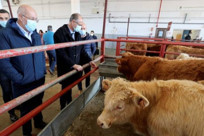Igea pide no votar a "señoritos de Madrid" que se fotografían con vacas. JM GARCÍA
