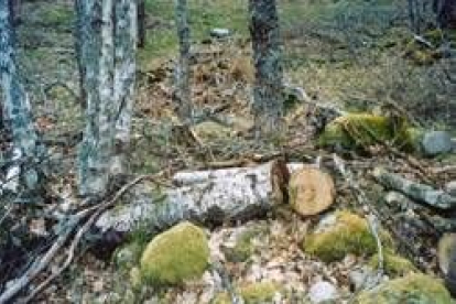 Imagen de uno de los árboles autóctonos talados en el bosque de Porcarizas