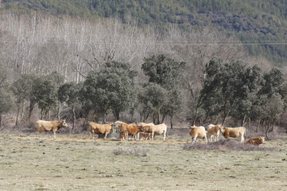 Vacas pastando en un prado de Babia. MARCIANO PÉREZ