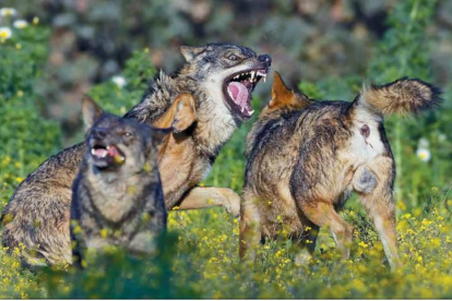 Una de las imágenes de los lobos.