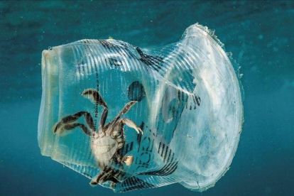 Un cangrejo atrapado en un vaso de plástico.