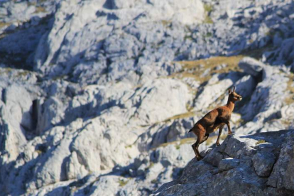 Según la nueva Ley de Parques Nacionales es el último año que se cazará en Picos.