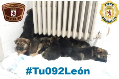 Imagen de los perritos bajo un radiador de la Policía Local. POLICÍA LOCAL