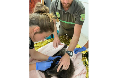 El osezno recibe los primeros tratamientos veterinarios. DL