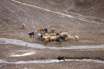 Un grupo de vacas en el paraje de Hormas correspondiente a explotaciones de Riaño. CAMPOS