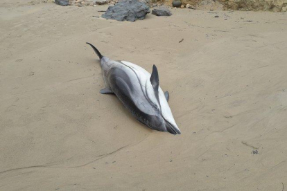 Uno de los delfines que ha aparecido en la playa de Oyambre, en Cantabria.
