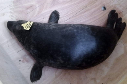 Fotografía facilitada por Cepesma del ejemplar de foca gris bautizado como ‘Playu’.