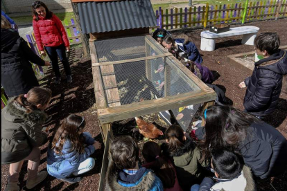 Alumnos del colegio Miguel Hernández de Laguna de Duero cuidan a las gallinas en el patio del colegio durante el recreo. R. GARCÍA