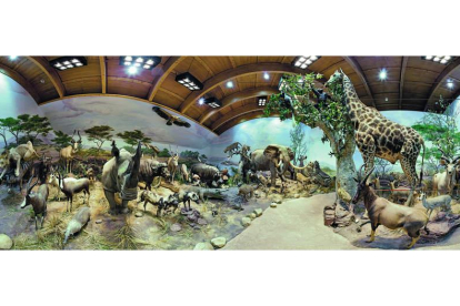 El Museo de la Fauna Salvaje, o al menos una parte de él, se encuentra desde el pasado martes en el Club de Prensa del Diario de León. Una pequeña muestra de este impresionante recorrido por la fauna mundial que puede verse de lunes a jueves en las instal