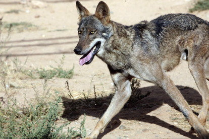 El lobo es una especie que sólo cuenta con protección especial al Sur del Duero, donde se considera en peligro de extinción. E. MARGARETO
