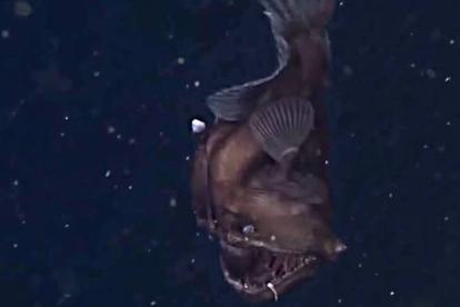 Las primeras imágenes en vídeo del 'monstruo negro' del mar, el Melanocetus