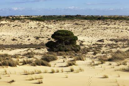 Dunas en el parque nacional de Doñana, en Huelva.