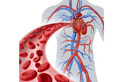 Esquema del sistema circulatorio. dicyt