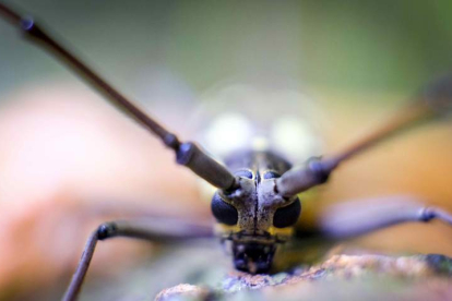 Un escarabajo en San José de Costa Rica este mes de septiembre. JEFFREY ARGUEDAS