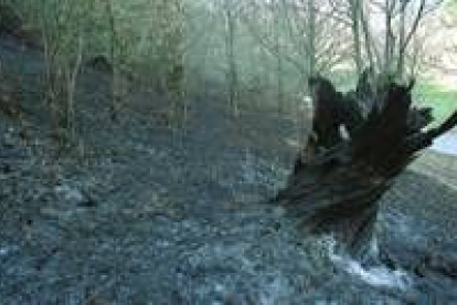 Imagen de archivo de los efecto de un incendio forestal en una ladera arbolada de la comarca