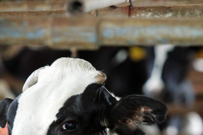 Los ganaderos de leche piden ayuda a la administración. JEFFREY ARGUEDAS