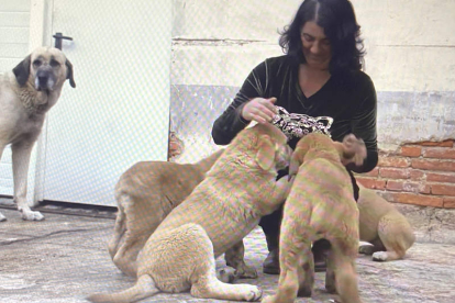 Violeta Alegre con cachorros de mastín en una imagen del documental. DOKUMENT BERÁNEK A VLK