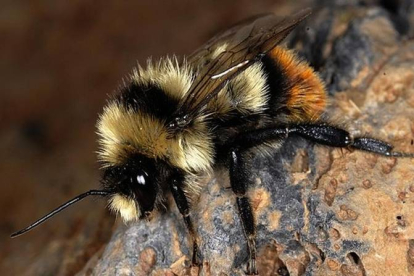 Un abejorro europeo de la especie 'Bombus cullumanus'