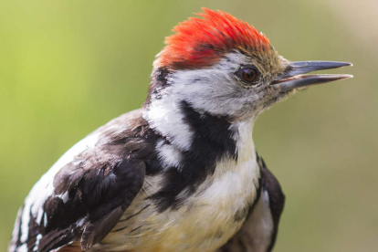 El pájaro pico mediano tiene su hábitat más al sur en los robledales entre el Curueño y el Carrión. CARLOS  CIUDAD