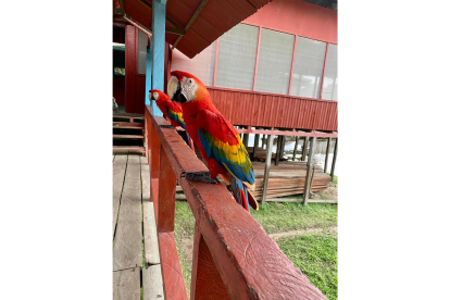 Pareja de guacamayos amazónicos (Ara chloropterus). No presentan diferencias marcadas entre sexos en los patrones de color. Esta coloración se debe en gran parte a unos compuestos llamados psitacofultivinas, que son exclusivos de este grupo de aves. FOTO CEDIDA POR GONZALO RODRÍGUEZ