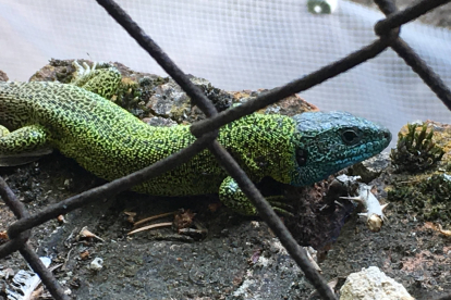 Lagarto verdinegro (Lacerta schreiberi). La cabeza de los machos se vuelve de color azul durante la época de celo. FOTO CEDIDA POR GONZALO RODRÍGUEZ