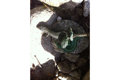 Cópula de lagartija carpetana (Iberolacerta cyreni). El macho es el verde y la hembra marrón en época reproductiva. FOTO CEDIDA POR EL AUTOR