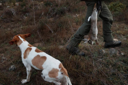 Los perros de caza quedarán excluidos de la caza mientras practiquen la actividad cinegética. JESÚS F. SALVADORES