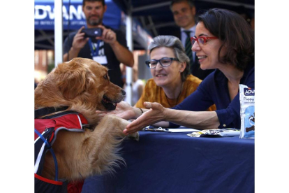 Desfile canino popular en el que participan, entre otros perros, varios ejemplares de la Protectora de Animales de León listos para ser adoptados
