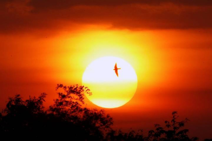 Un pájaro surca el cielo mientras el sol se posa en el horizonte. FRANCIS R. MALASIG