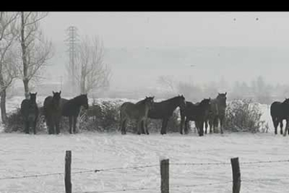 Los caballos percherones de la zona de Boñar están acostumbrados a este tipo de adversidades