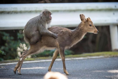 Un intento de cópula de un macaco japonés sobre una hembra de ciervo sika.