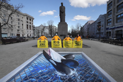 Liberadas todas las orcas de la "cárcel de ballenas" del Pacífico ruso