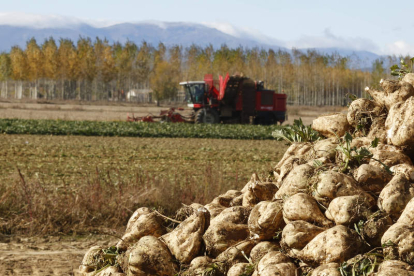 En Castilla y León un total de 510 agricultores se dedican al cultivo de la remolacha. MARCIANO PÉREZ