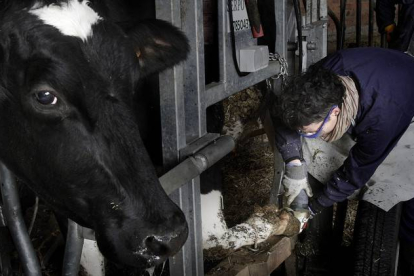 Icíar Fernández recorta la pezuña a una vaca durante una jornada de trabajo en una granja leonesa.