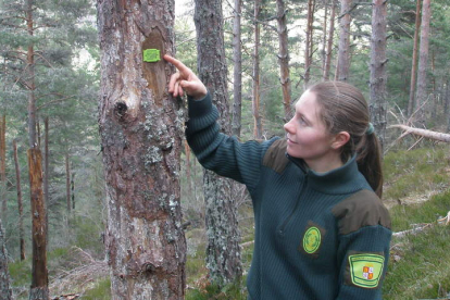 Los agentes medioambientales señalizan los árboles que se pueden talar
