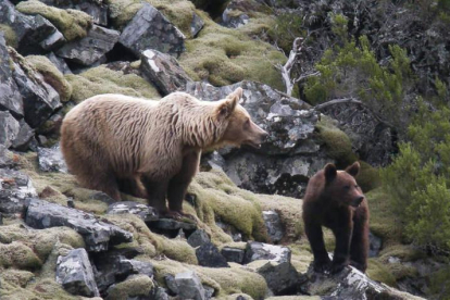 La población de osos en los montes de León está creciendo