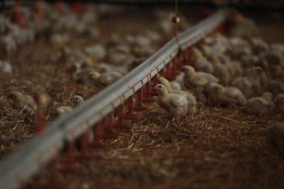 Pollos en una granja de engorde de la provincia leonesa. archivo